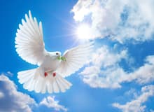 Голубь летает