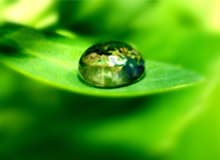 Капля воды на листе